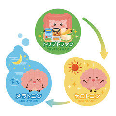 脳と腸のキャラクターと良質な睡眠サイクルのイラスト