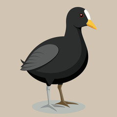 vector art of american coot