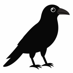 crow on white background