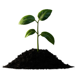Growing Young Plant in Soil isolated on transparent background. generative ai