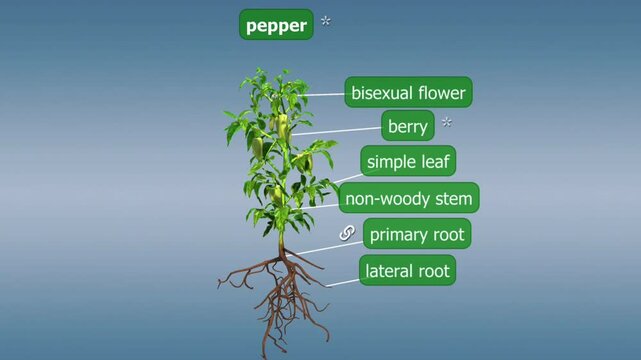 Pepper plant anatomy 3D