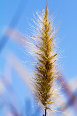 Desho grass, Pennisetum pedicellatum, vintage style, decoration wedding day with sky