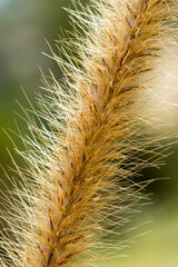Desho grass or we call grass ,Pennisetum pedicellatum