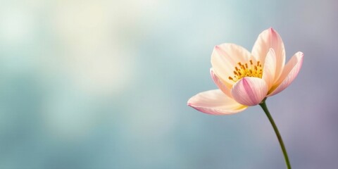 Obraz premium A Delicate Pink Blossom Against a Soft, Pastel Background, Symbolizing Serenity and Gentle Beauty