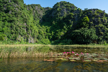 水田に群生する蓮　タムコック、カンボジア