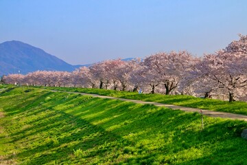 Fototapeta premium 大河津分水の桜並木（新潟県・燕市）