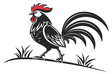 rooster isolated on white background