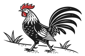 rooster isolated on white background