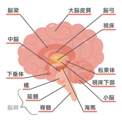 Obraz premium 脳の構造イラスト2