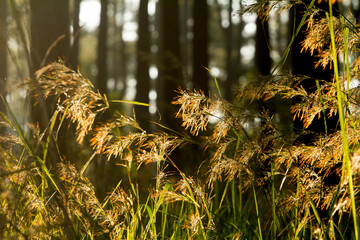Grass macro, grass field in sun backlight