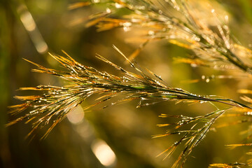 Grass macro, grass field in sun backlight