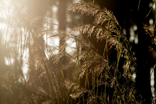 Grass macro, grass field in sun backlight
