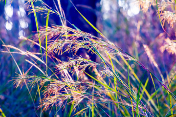 Grass macro, grass field in sun backlight
