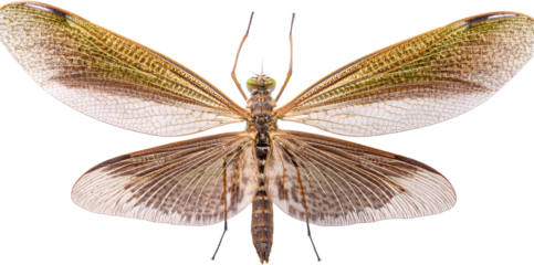 Detailed close up of a brown and beige insect with large veined wings isolated transparent background