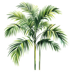 A watercolor painting of an areca palm, isolated on a white background. Areca palm vector.
