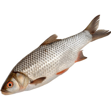 rohu fish isolated on transparent background