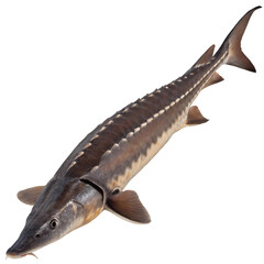 sturgeon fish isolated on white background