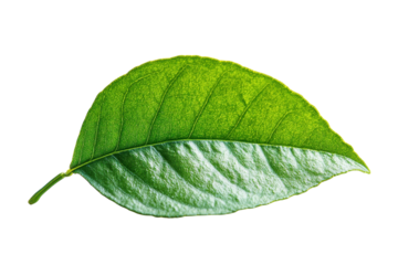 Detailed view of a green leaf showcasing texture and color variations, ideal for nature studies or botanical reference