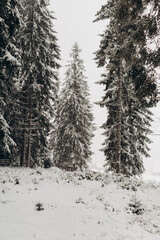 Journey Through a Winter Mountain Forest Exploring the Snowy Woods