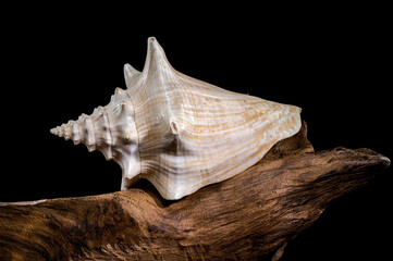 Strombus gigas shell on driftwood