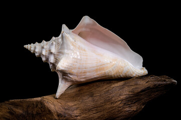 Strombus gigas shell on driftwood