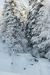 Journey Through a Winter Mountain Forest Exploring the Snowy Woods