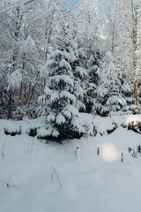 Journey Through a Winter Mountain Forest Exploring the Snowy Woods