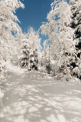 Journey Through a Winter Mountain Forest Exploring the Snowy Woods