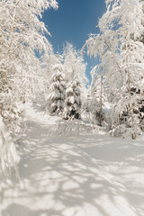 Journey Through a Winter Mountain Forest Exploring the Snowy Woods