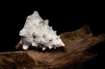 Tectus dentatus or toothed top shell on driftwood