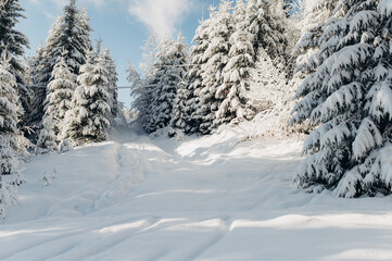 Journey Through a Winter Mountain Forest Exploring the Snowy Woods