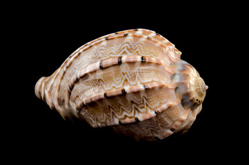 Harpa amouretta seashell on black background