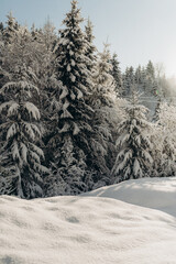 Journey Through a Winter Mountain Forest Exploring the Snowy Woods