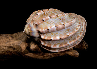 Harpa amouretta shell on wood