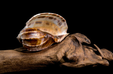 Harpa amouretta shell on wood