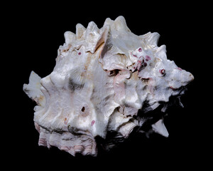 Red-mouthed Murex seashell on a black background