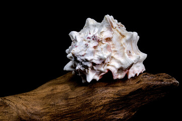 Red-mouthed Murex seashell on on driftwood