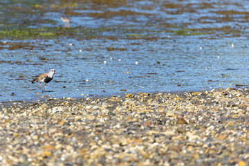 The Amazing Bird Life of the Pullao Wetlands. - A Southern Lapwing (Vanellus chilensis)