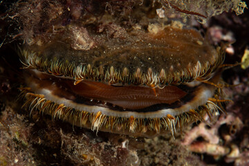 Mimachlamys varia, also known under common names variegated scallop and black scallop