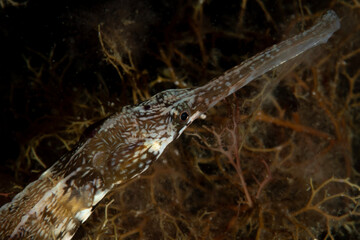 The greater pipefish (Syngnathus acus) is a pipefish of the family Syngnathidae