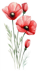 Obraz premium The image is an elegant watercolor illustration of five poppies in various stages of bloom