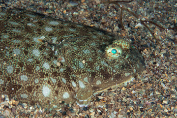 The true soles are a family, Soleidae, of flatfishes.