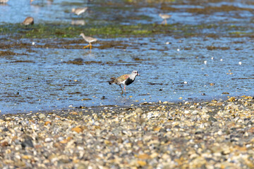 The Amazing Bird Life of the Pullao Wetlands. - A Southern Lapwing (Vanellus chilensis)