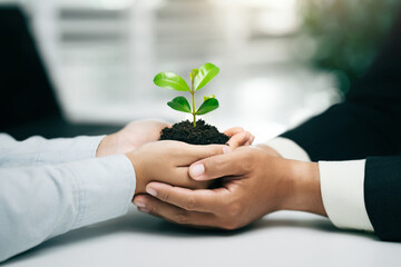 World environment day. Business hands holding green plant together for environment sustainable...