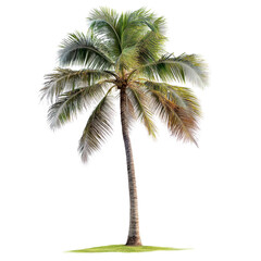 A palm tree is standing in a field