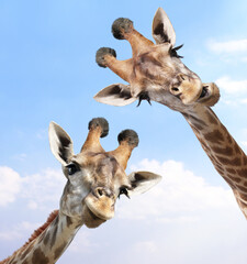 Two curious giraffes peeks from above. Cute giraffe  with open mouth looks interested. Animal stares interestedly on blue sky background © frenta