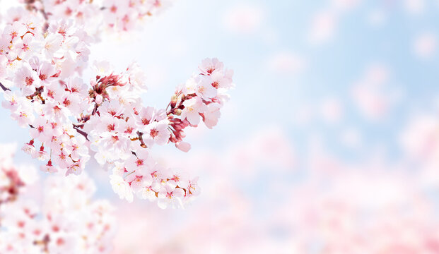 Horizontal banner with sakura flowers of pink color on blue sky backdrop. Beautiful nature spring background with a branch of blooming sakura. Sakura blossoming season in Japan
