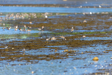 The Amazing Bird Life of the Pullao Wetlands.