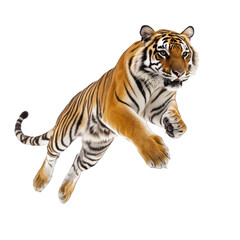 Fototapeta premium Tiger leaping in mid-air isolated on transparent background