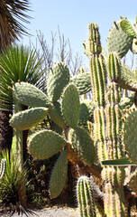 Prickly pear in decorative garden. Succulent and  cactus growing outdoor